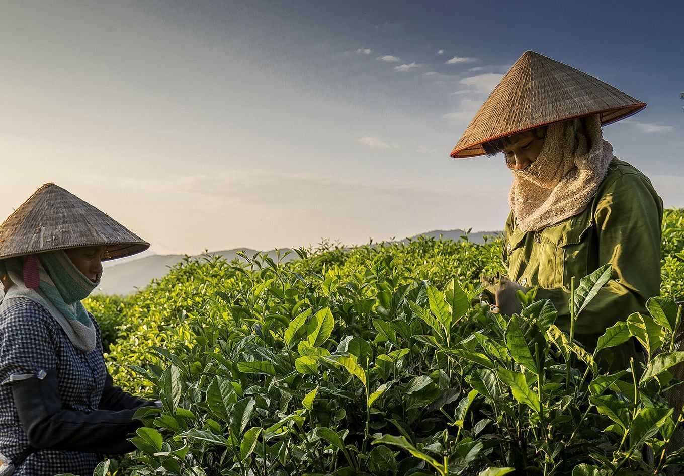 HTX Thịnh An đã đầu tư vùng trồng đạt tiêu chuẩn VietGAP, ứng dụng công nghệ chế biến sạch, đóng gói hiện đại