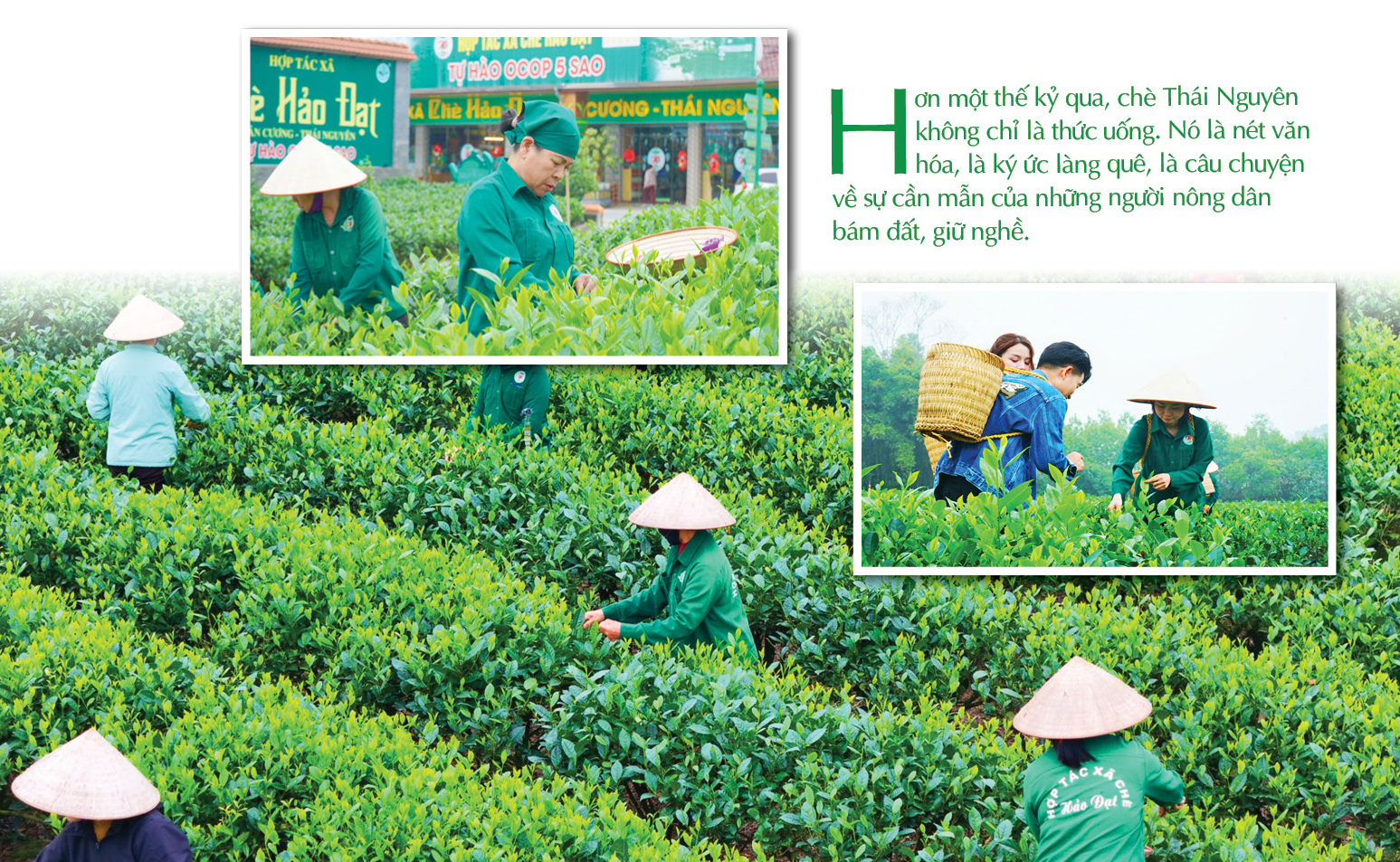 Longform | Tân Cương: “Đệ nhất danh trà” và niềm tự hào OCOP 5 sao Hảo Đạt - 2