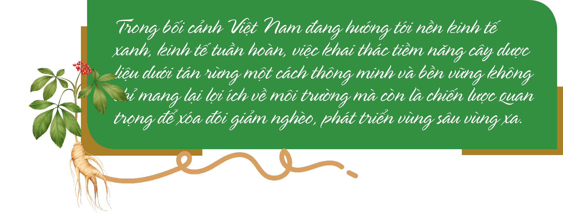 Cây dược liệu mở lối thoát nghèo cho đồng bào - 8