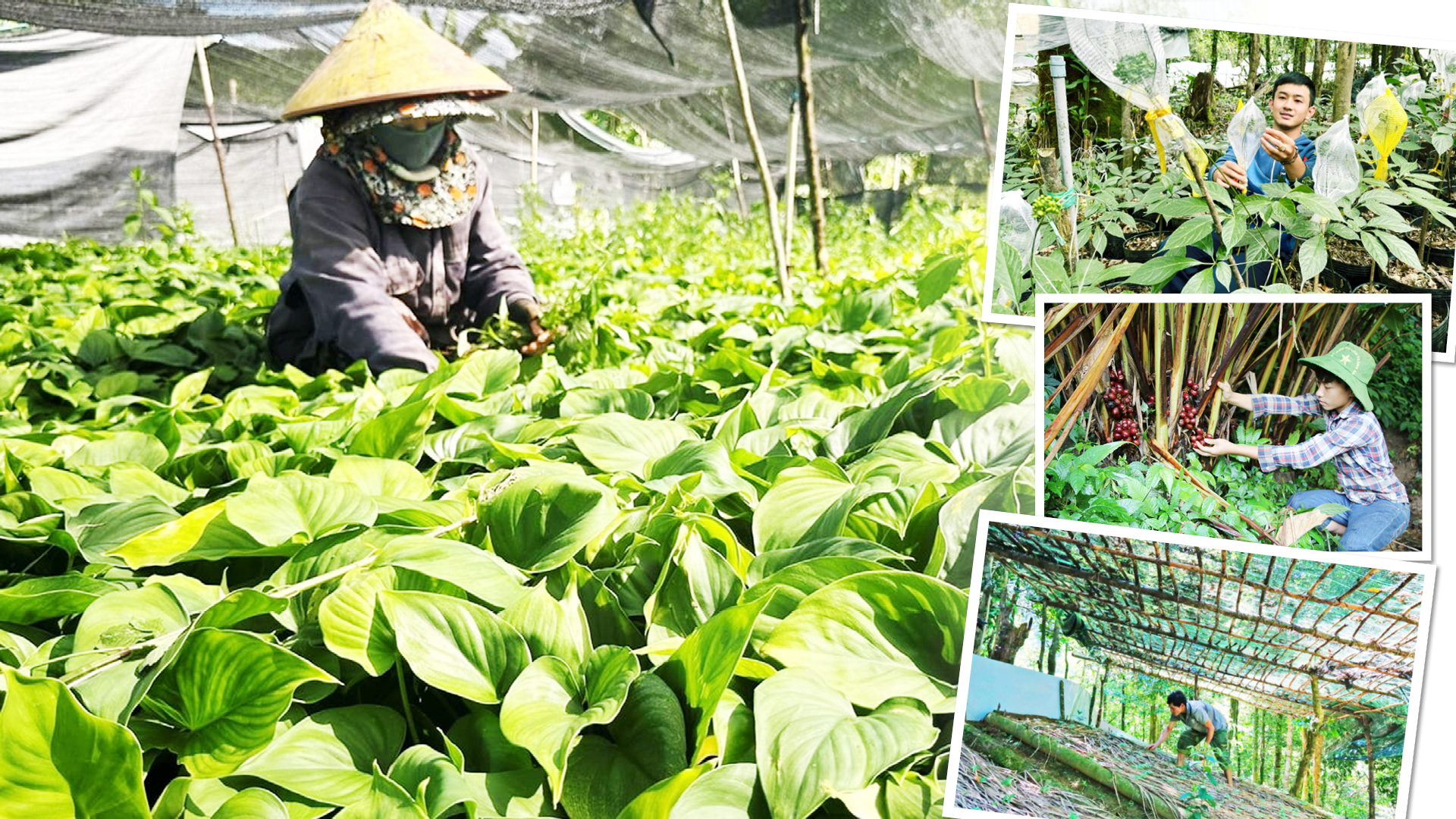 Cây dược liệu mở lối thoát nghèo cho đồng bào - 2