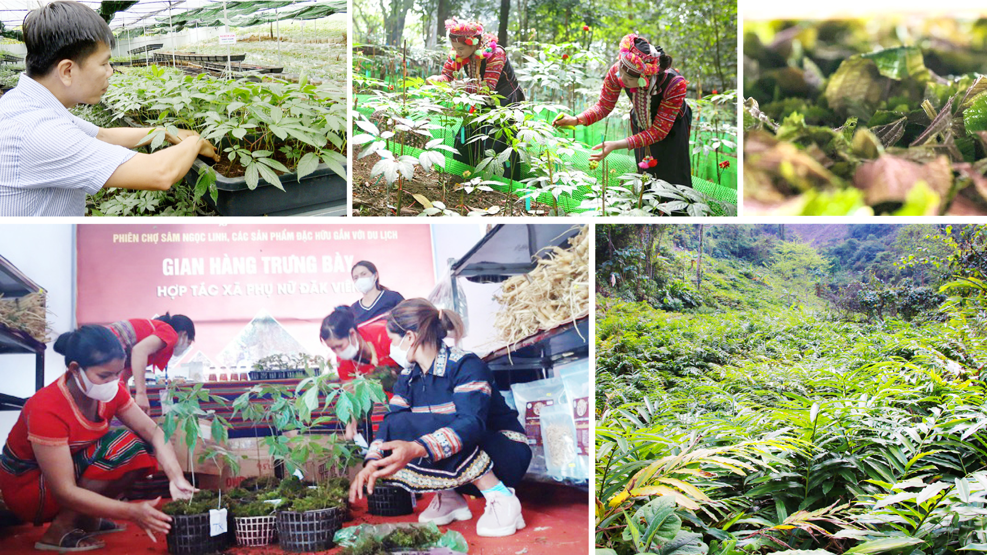 Cây dược liệu mở lối thoát nghèo cho đồng bào - 6