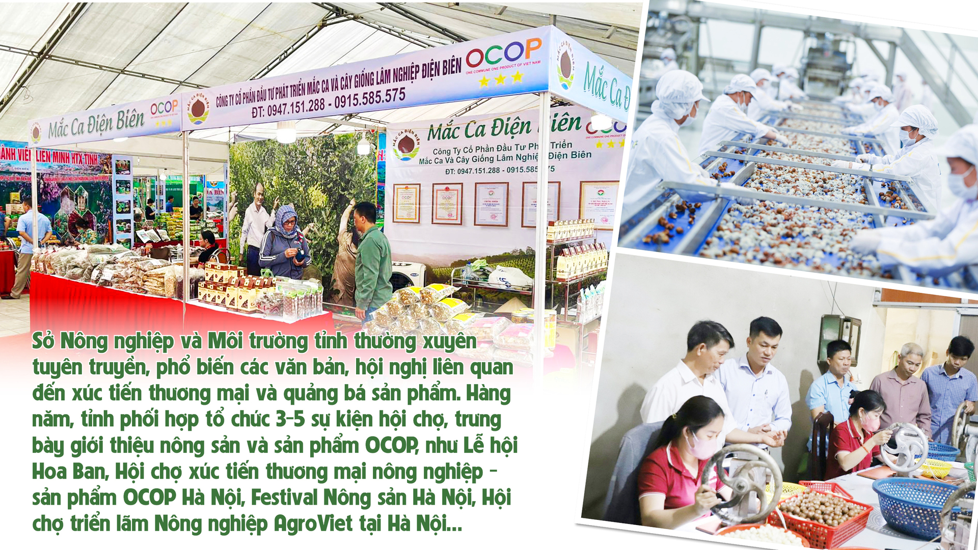 Giảm nghèo bền vững từ cây mắc ca - 6