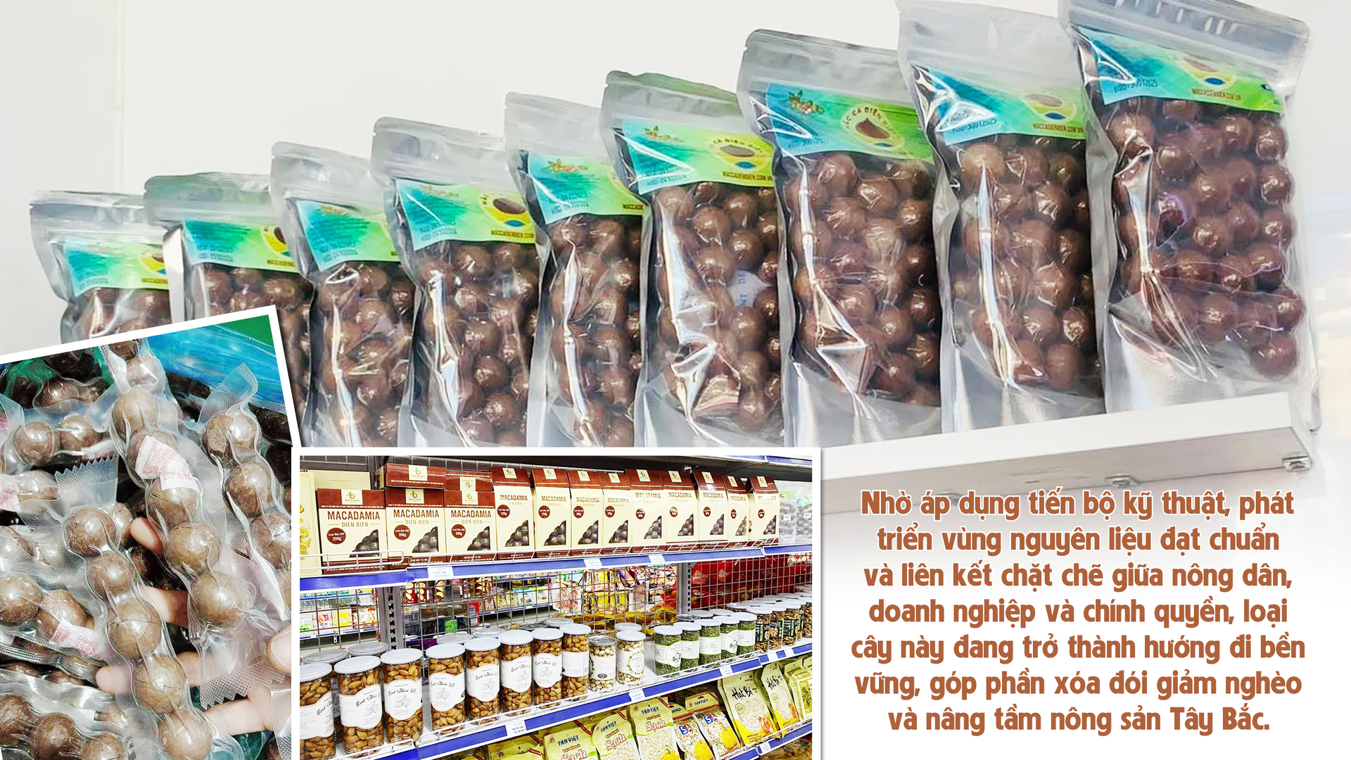 Giảm nghèo bền vững từ cây mắc ca - 4