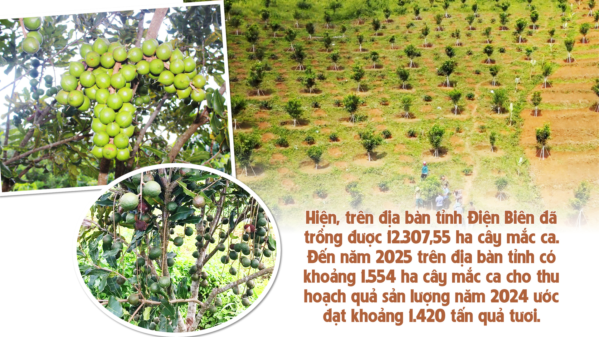 Giảm nghèo bền vững từ cây mắc ca - 8