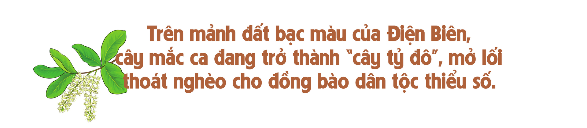 Giảm nghèo bền vững từ cây mắc ca - 1
