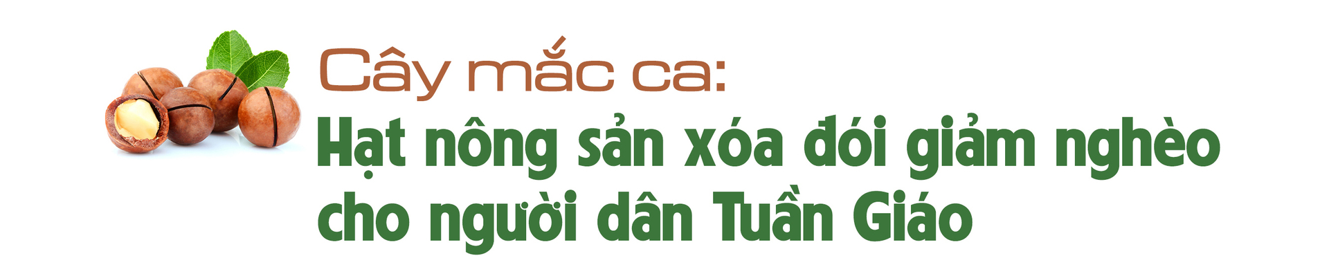 Giảm nghèo bền vững từ cây mắc ca - 2