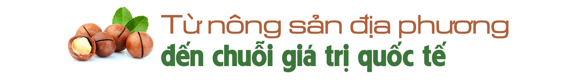 Giảm nghèo bền vững từ cây mắc ca - 5