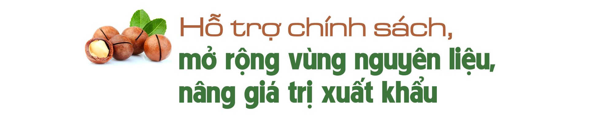 Giảm nghèo bền vững từ cây mắc ca - 7