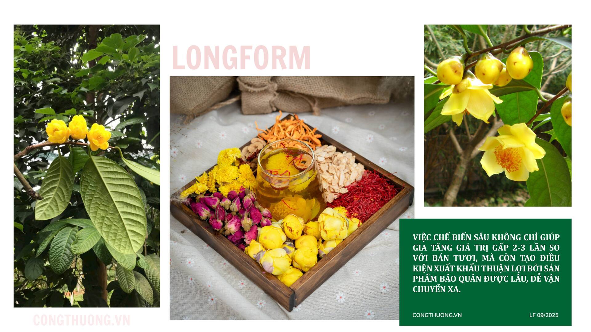 Longform | Tiêu thụ nông sản miền núi bằng xúc tiến thương mại: Bài 2 - 3