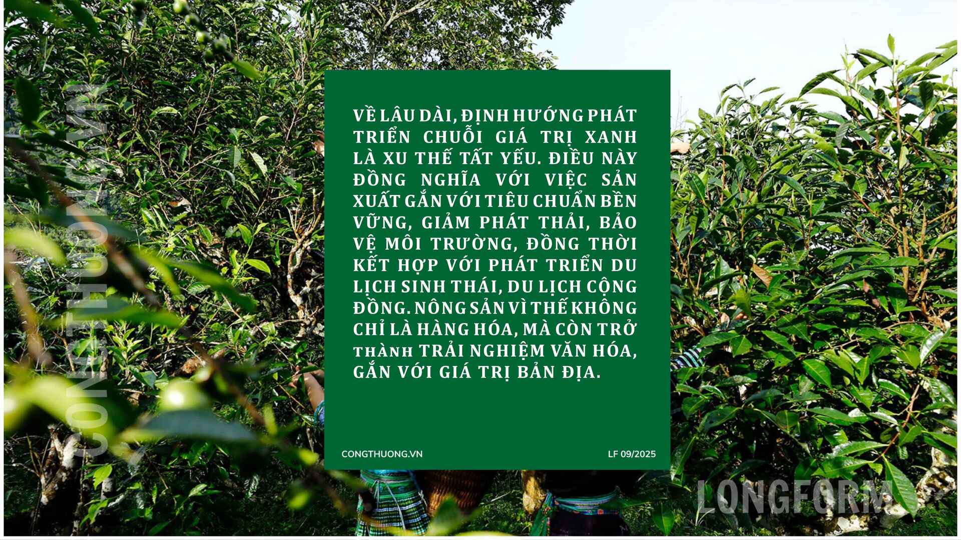 Longform | Tiêu thụ nông sản miền núi bằng xúc tiến thương mại: Bài 2 - 9