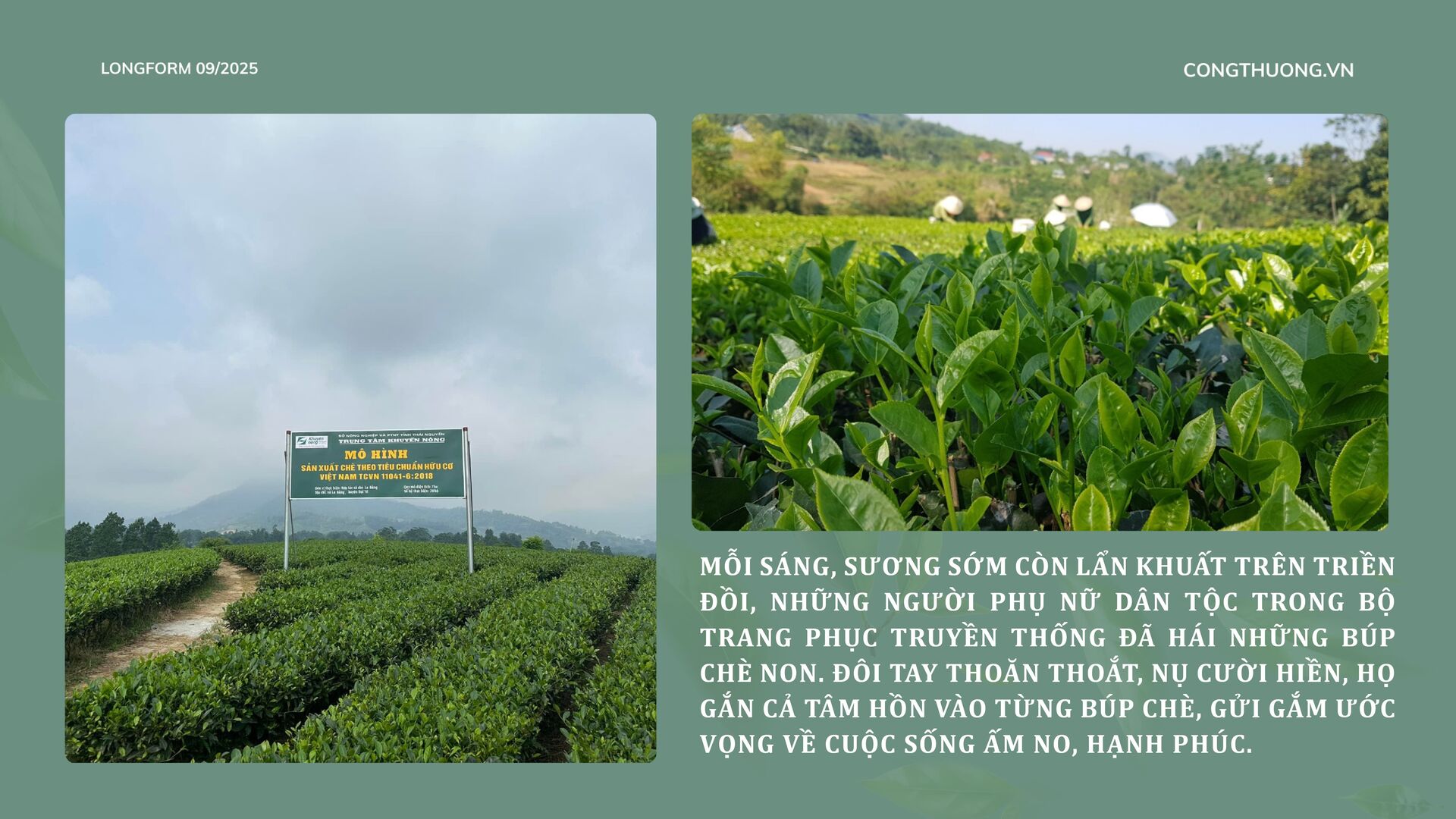 Longform | Chè La Bằng: Ngát hương thơm từ bàn tay đồng bào dân tộc - 2