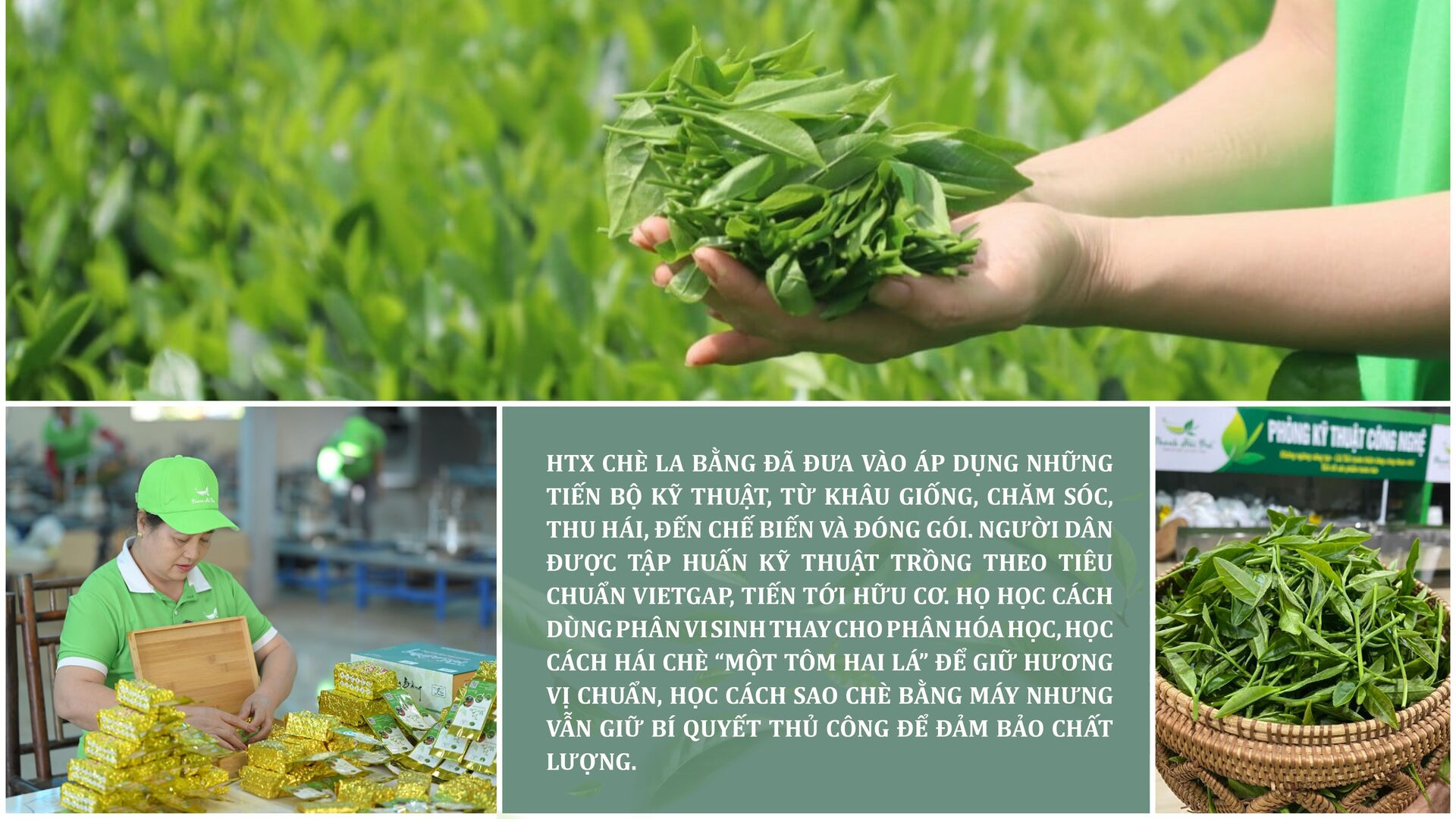 Longform | Chè La Bằng: Ngát hương thơm từ bàn tay đồng bào dân tộc - 5