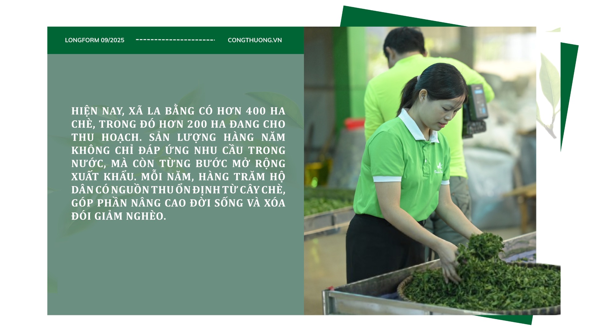 Longform | Chè La Bằng: Ngát hương thơm từ bàn tay đồng bào dân tộc - 6
