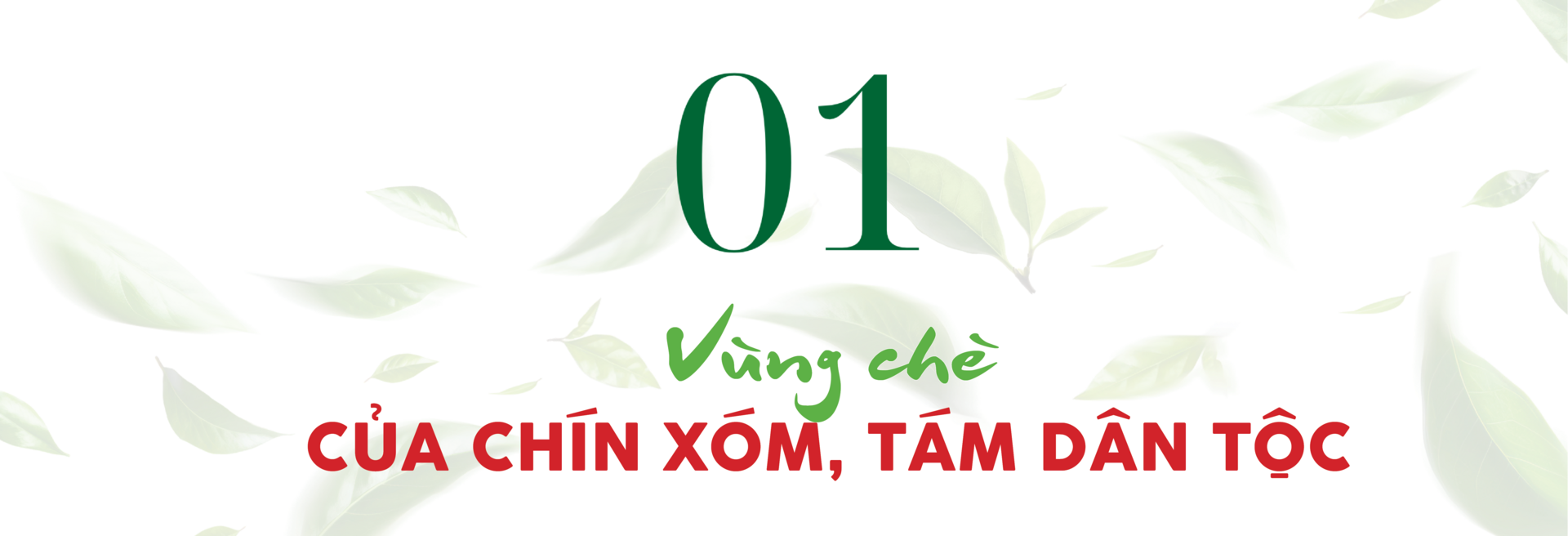 Longform | Chè La Bằng: Ngát hương thơm từ bàn tay đồng bào dân tộc - 1