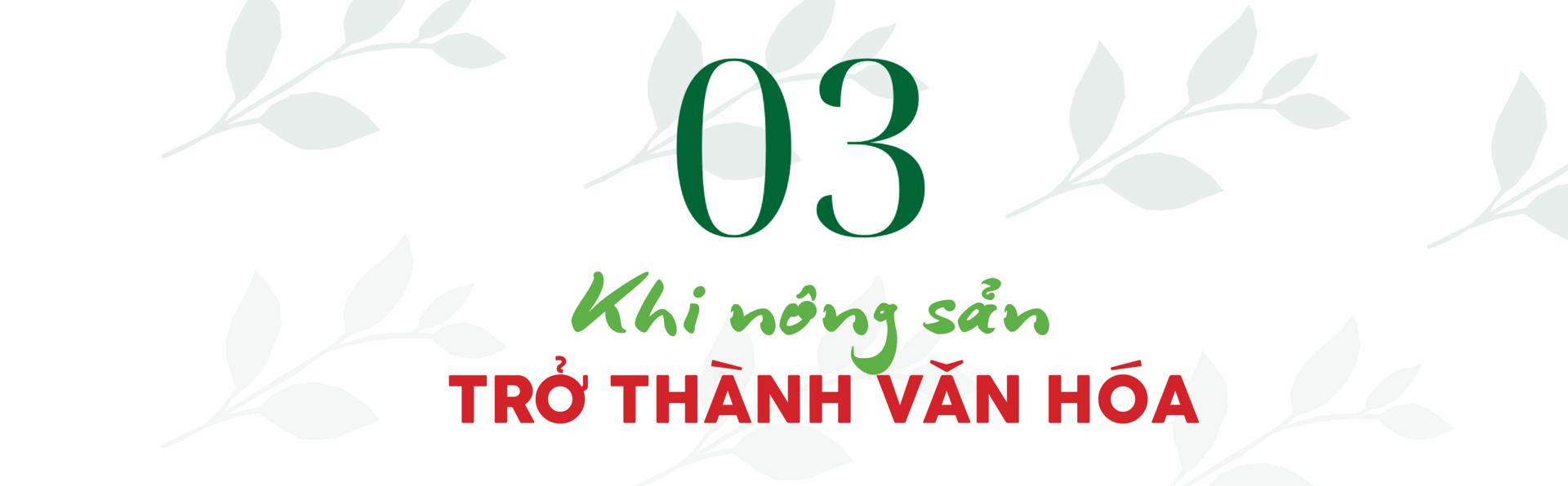 Longform | Chè La Bằng: Ngát hương thơm từ bàn tay đồng bào dân tộc - 7