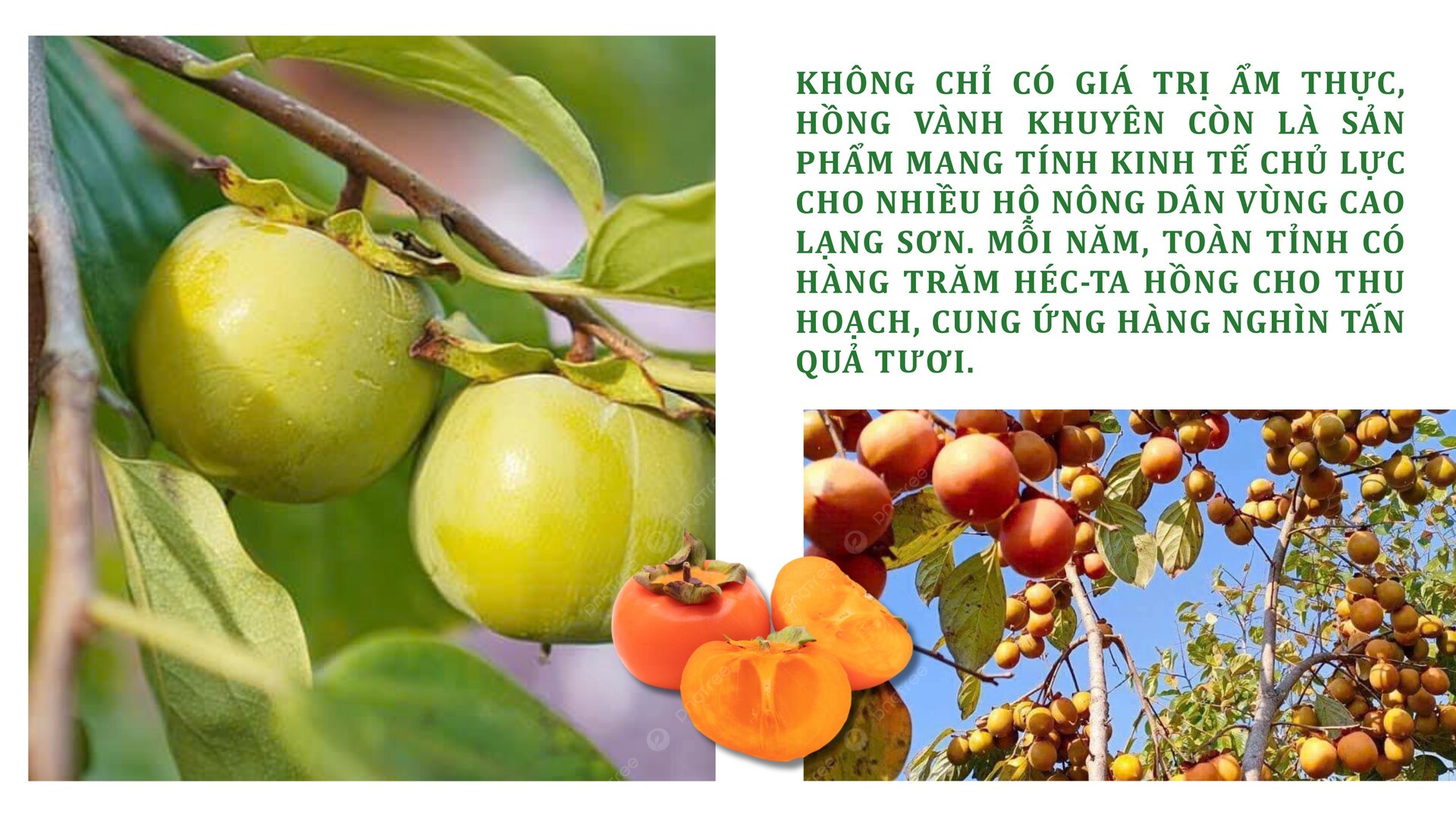 Longform | Người phụ nữ Nùng nâng tầm thương hiệu hồng vành khuyên - 2