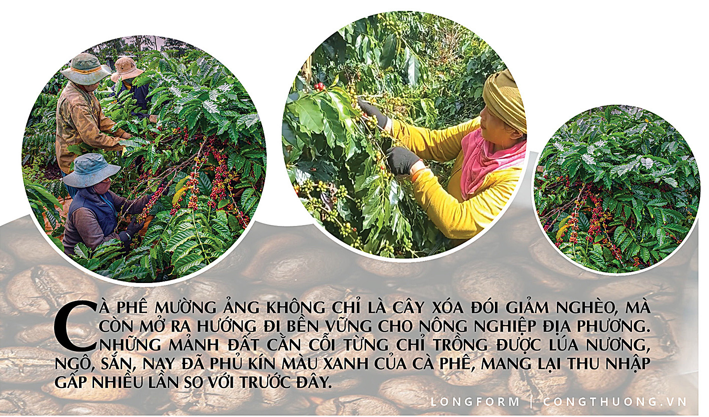 Longform | Cà phê Mường Ảng: Tinh hoa núi đồi Điện Biên - 3