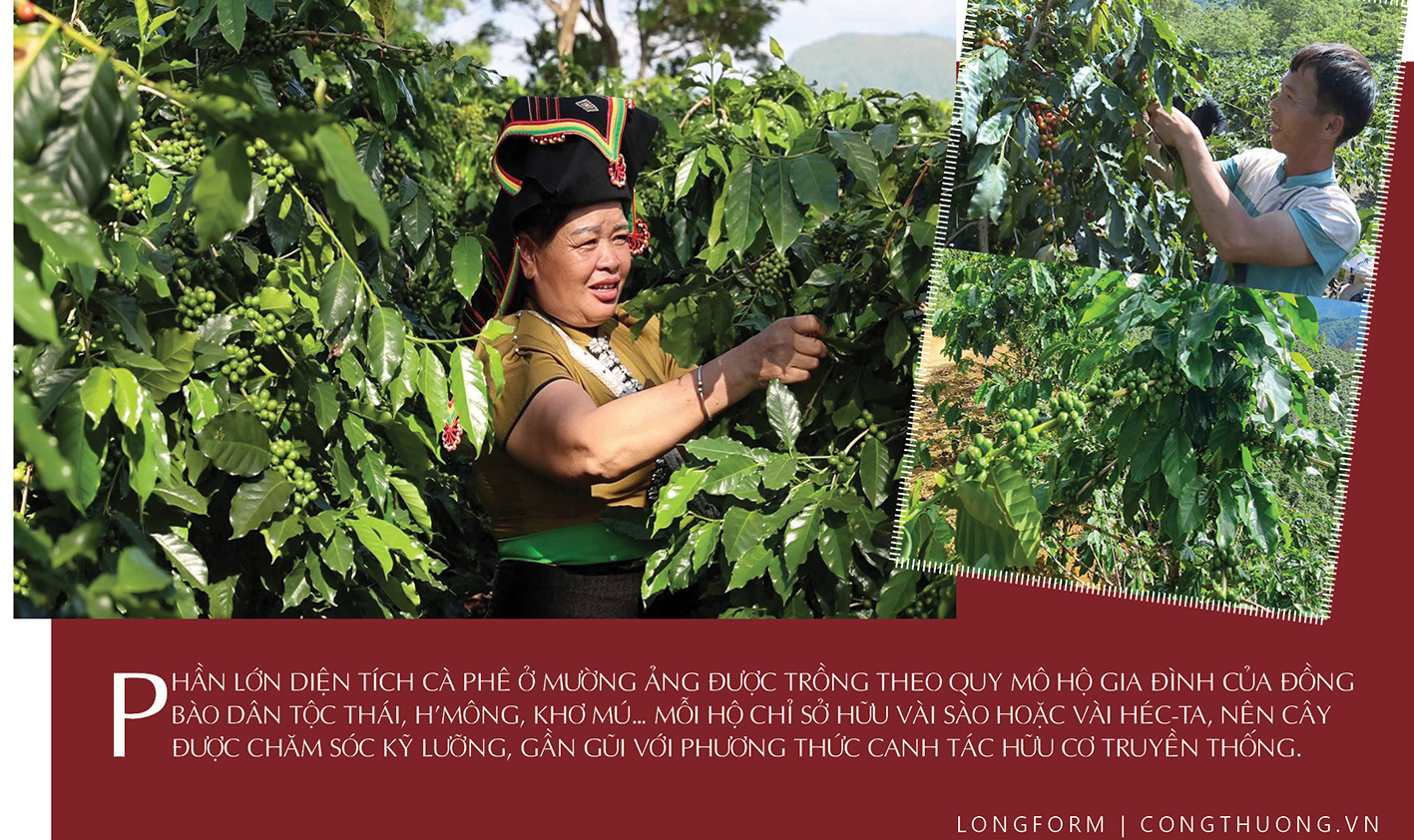 Longform | Cà phê Mường Ảng: Tinh hoa núi đồi Điện Biên - 5