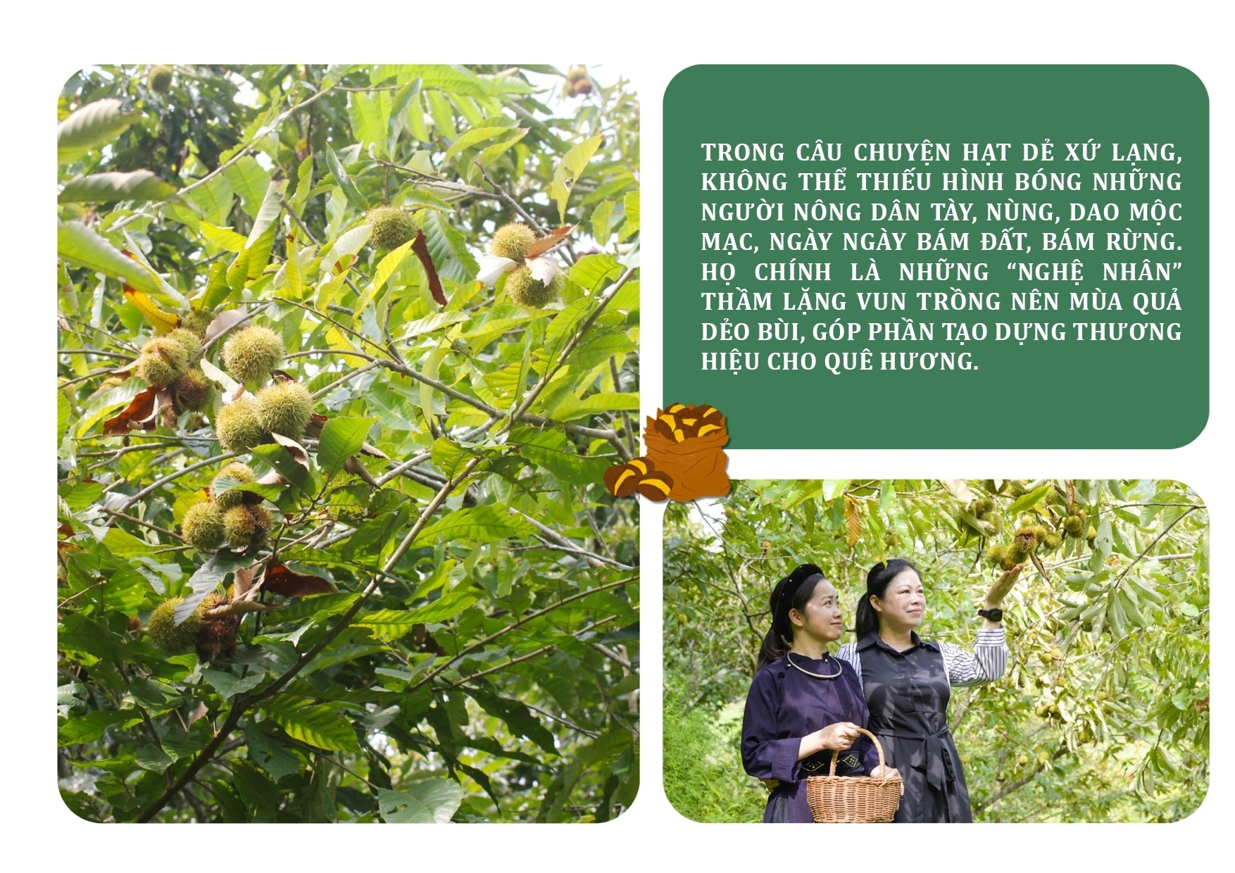 Longform | Thảo thơm hạt dẻ Lạng Sơn - 2
