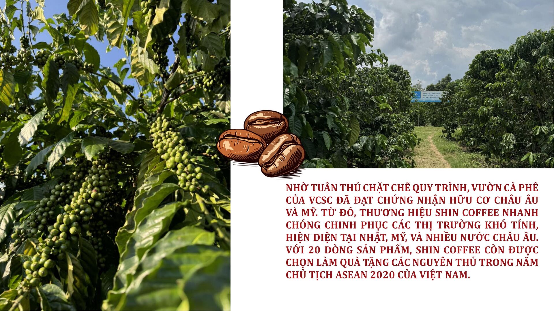 Longform | Ba hành trình, một khát vọng nâng tầm cà phê Việt - 6