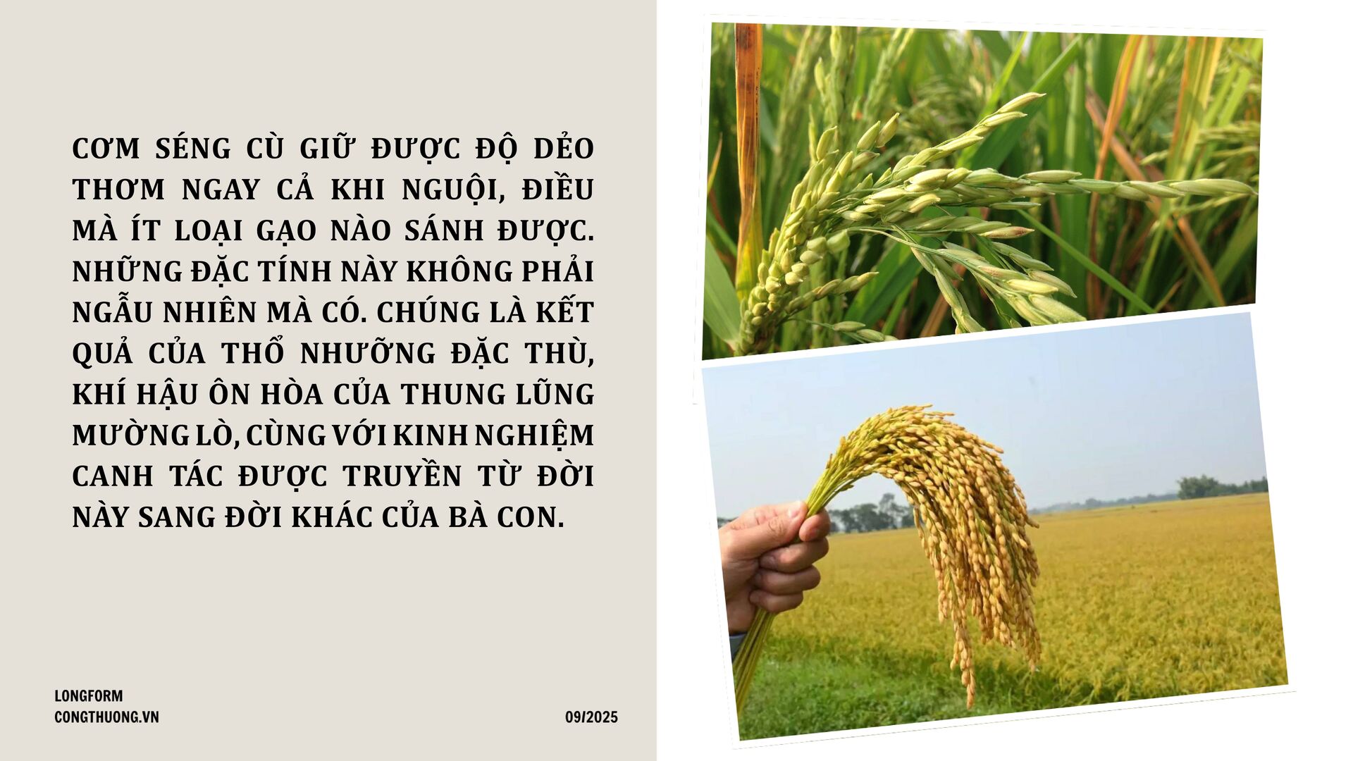 Longform | Gạo Séng Cù: Hạt ngọc núi rừng thành thương hiệu đặc sản - 2