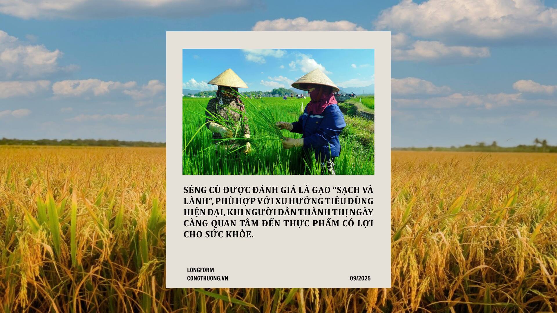 Longform | Gạo Séng Cù: Hạt ngọc núi rừng thành thương hiệu đặc sản - 3
