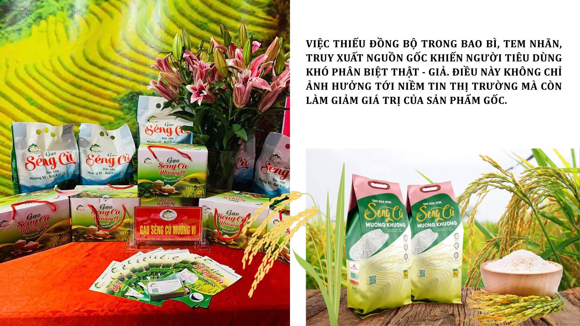Longform | Gạo Séng Cù: Hạt ngọc núi rừng thành thương hiệu đặc sản - 5