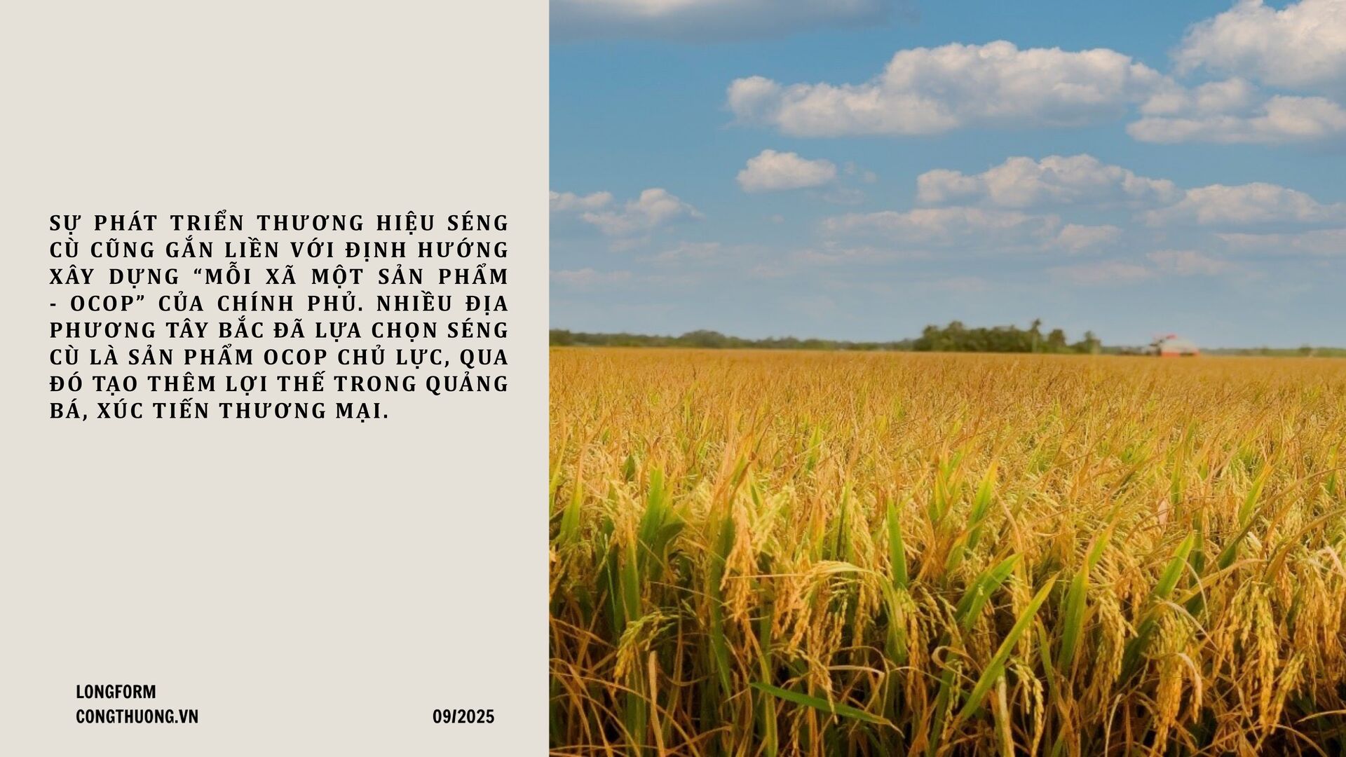 Longform | Gạo Séng Cù: Hạt ngọc núi rừng thành thương hiệu đặc sản - 7