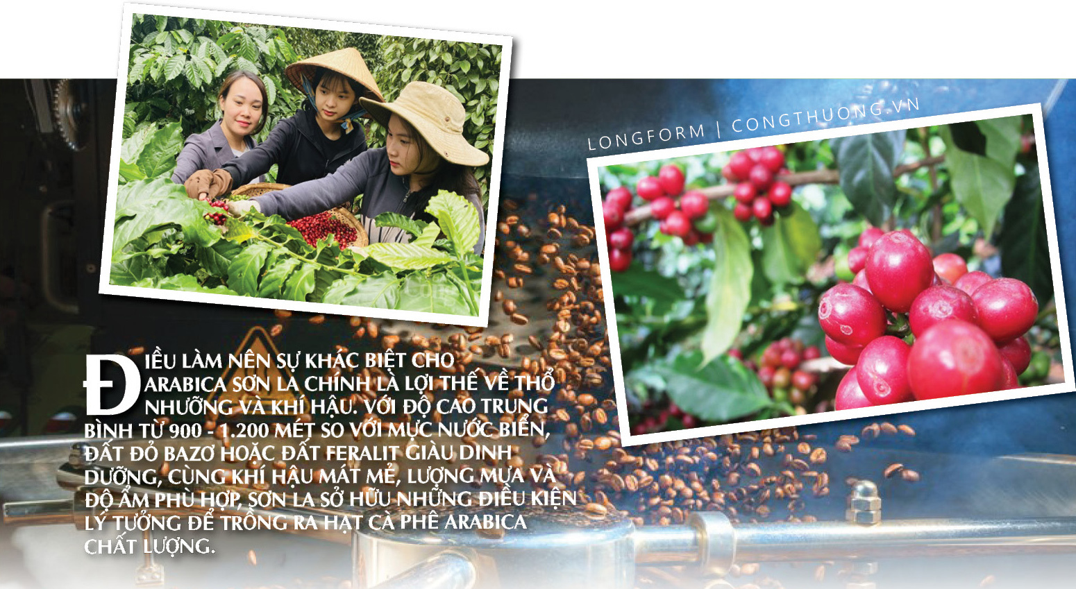 Longform | Cà phê Sơn La: Tiềm năng bản địa và dấu ấn Phúc Sinh - 2