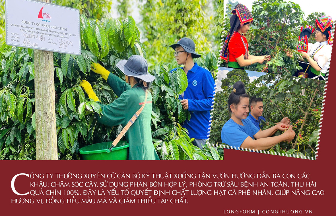 Longform | Cà phê Sơn La: Tiềm năng bản địa và dấu ấn Phúc Sinh - 5