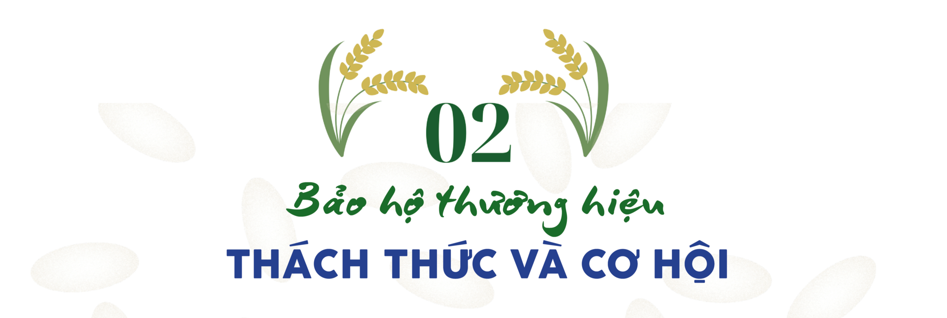 Longform | Gạo Séng Cù: Hạt ngọc núi rừng thành thương hiệu đặc sản - 4