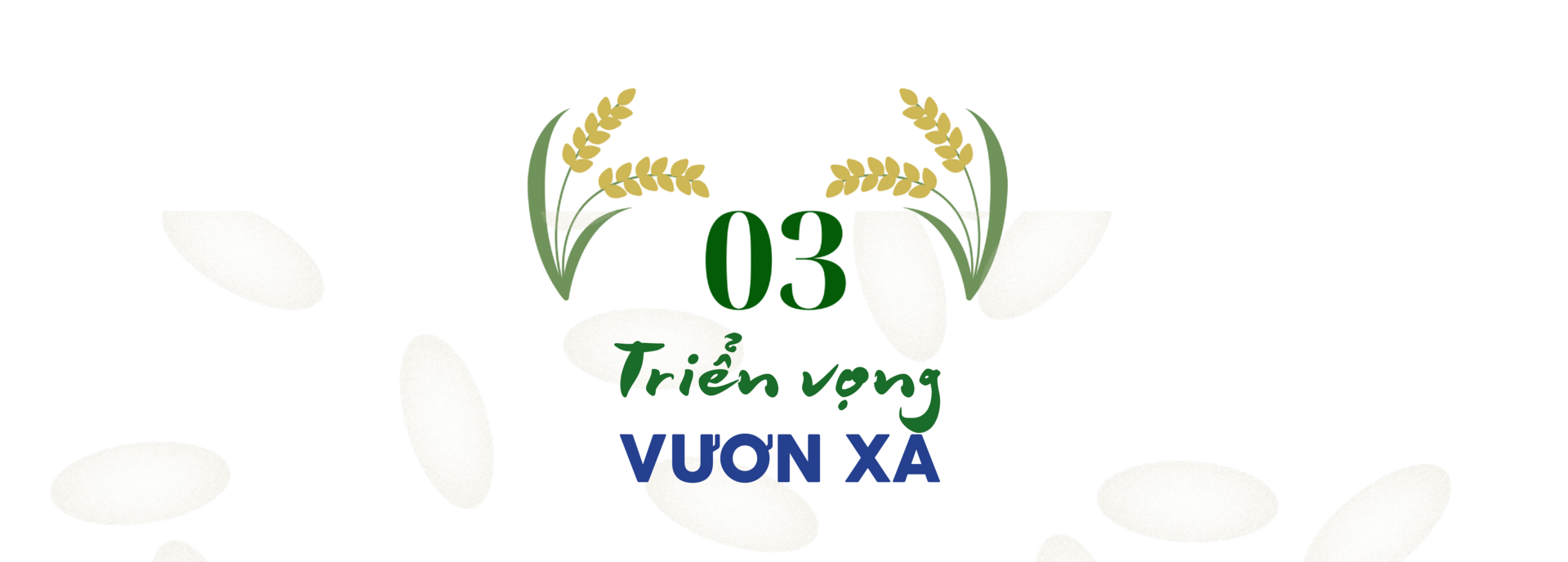 Longform | Gạo Séng Cù: Hạt ngọc núi rừng thành thương hiệu đặc sản - 6