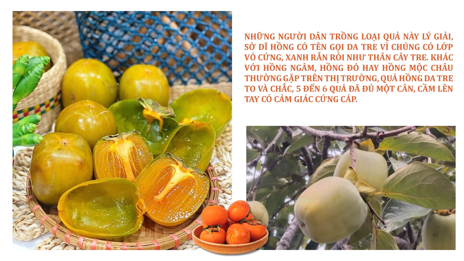 Longform | Hồng da tre: Sản phẩm ‘mở lối’ phát triển kinh tế bản địa - 2