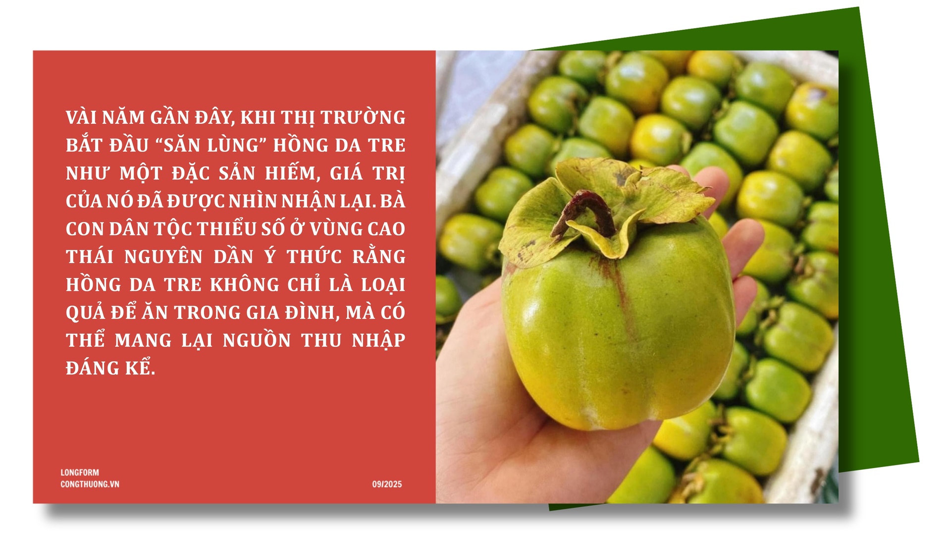 Longform | Hồng da tre: Sản phẩm ‘mở lối’ phát triển kinh tế bản địa - 5