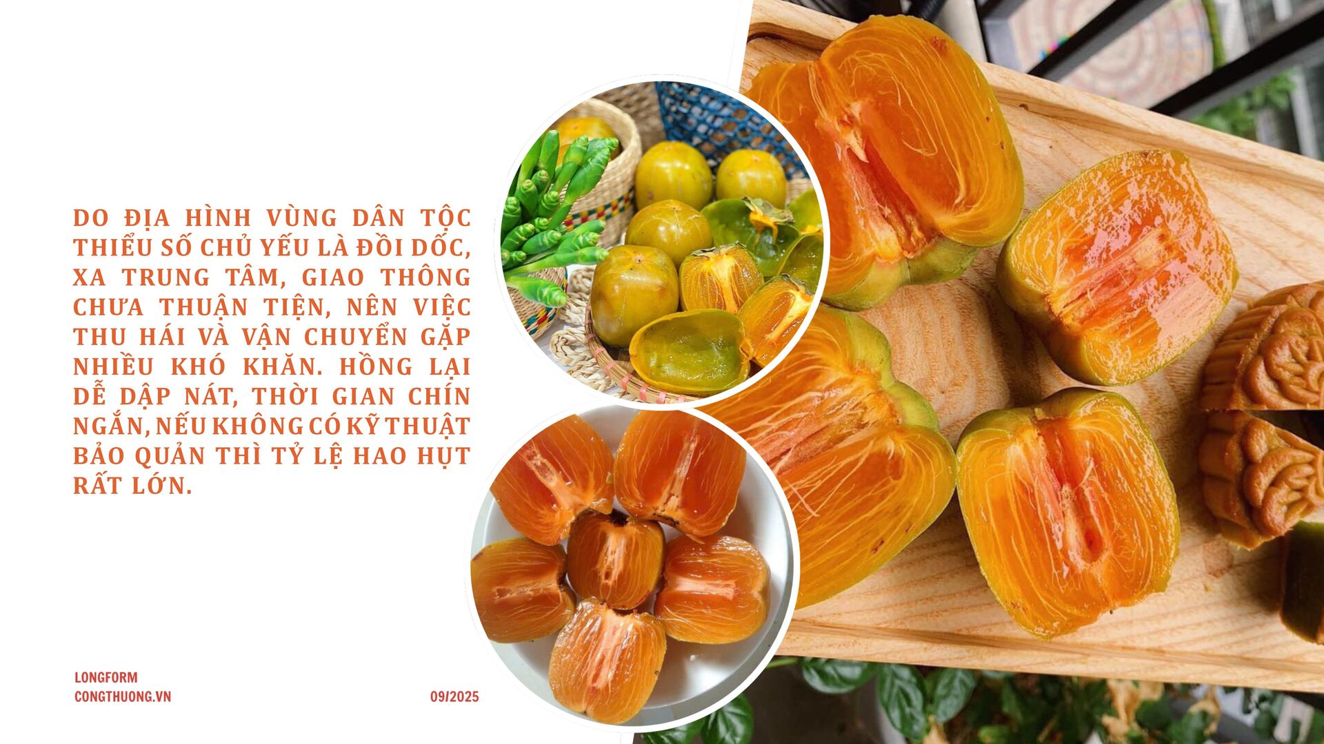 Longform | Hồng da tre: Sản phẩm ‘mở lối’ phát triển kinh tế bản địa - 6