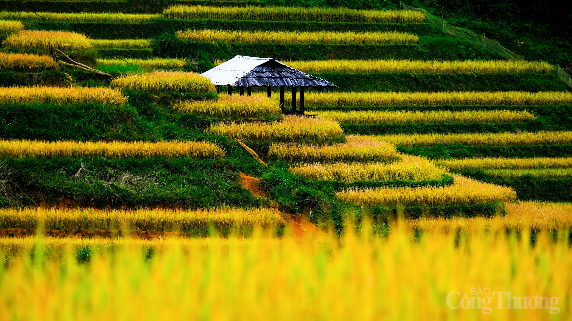 Những dải lụa vàng mềm mại uốn lượn trên các sườn đồi, xếp chồng lên nhau tạo nên một bức tranh thiên nhiên tuyệt mỹ, được công nhận là Di sản Quốc gia đặc biệt.