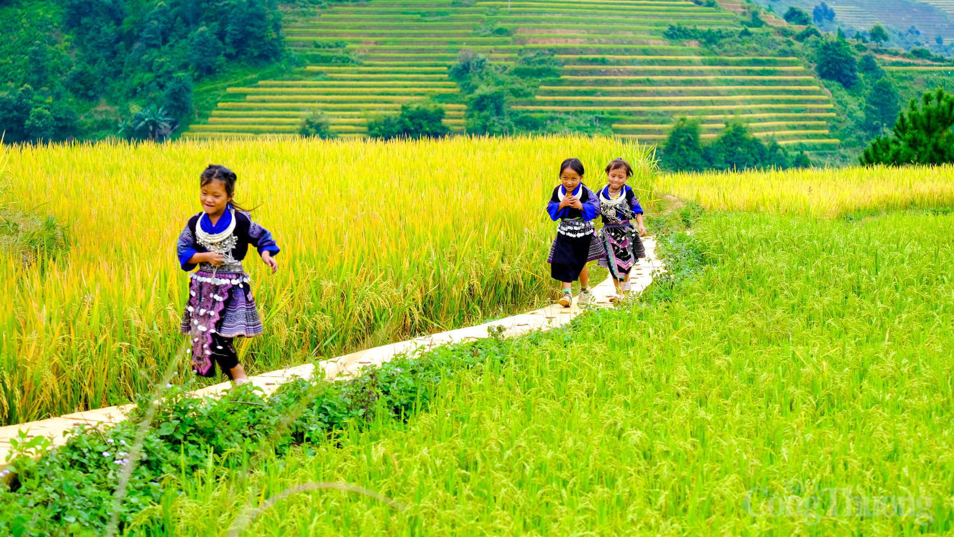 Năm 2024, Mù Cang Chải đón trên 350.000 lượt khách, vượt xa mục tiêu đề ra và cho thấy sự tăng trưởng du lịch mạnh mẽ.