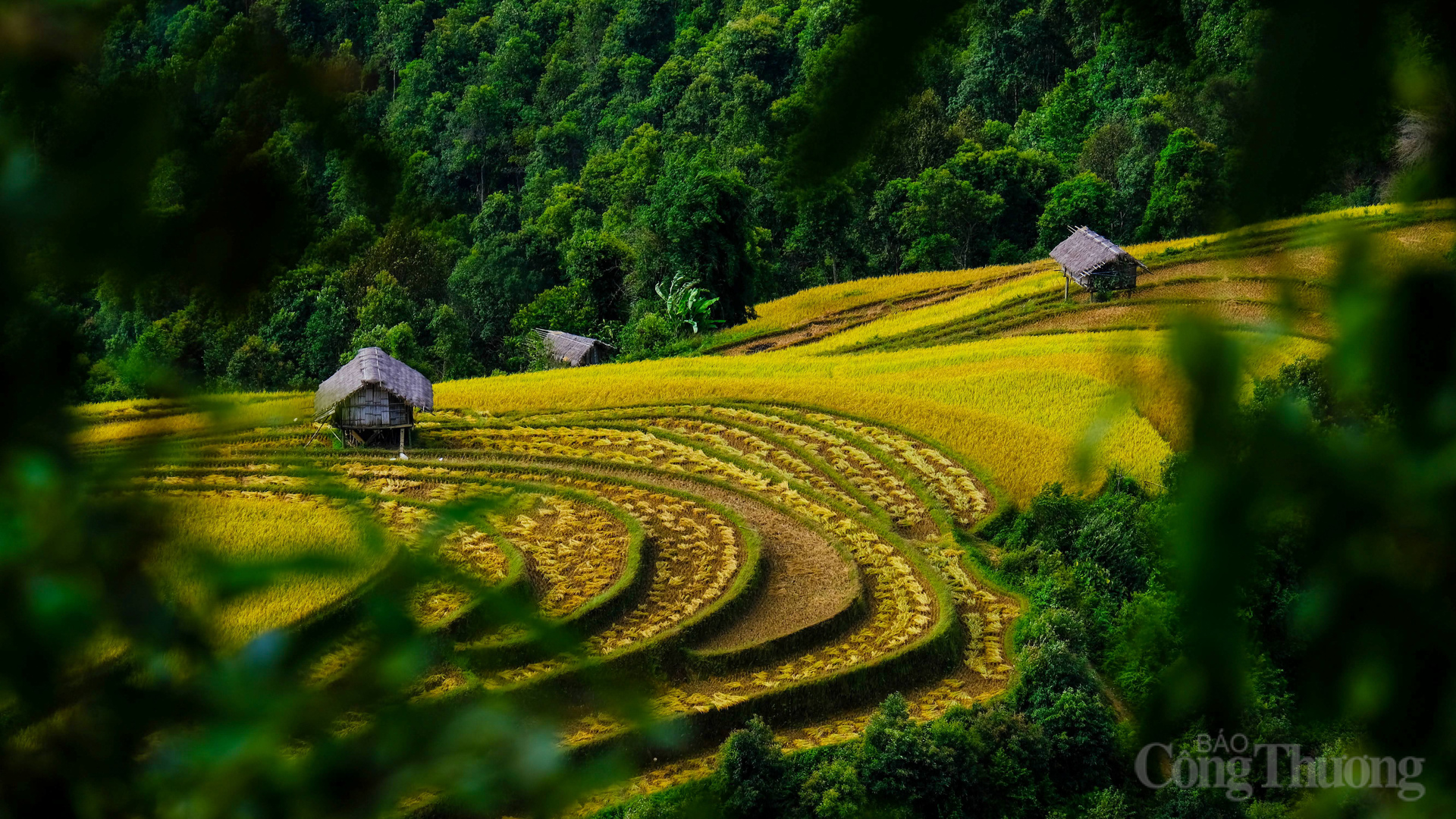 Mùi hương của lúa chín quyện vào không khí, mang đến cảm giác bình yên và ấm áp khó tả.