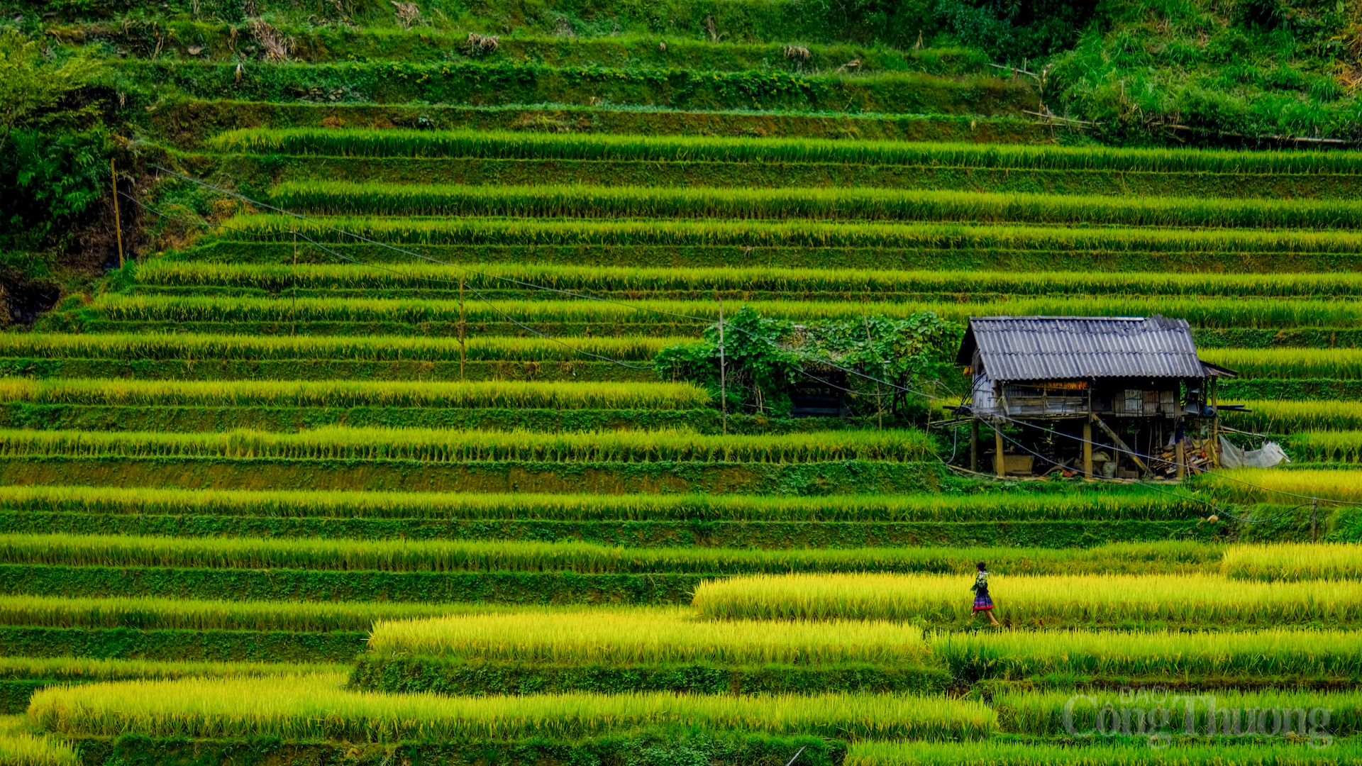 Để chiêm ngưỡng trọn vẹn vẻ đẹp của mùa lúa vàng, đừng bỏ lỡ ba điểm đến nổi bật: Đồi Mâm Xôi (xã La Pán Tẩn) với hình dáng độc đáo, là biểu tượng của Mù Cang Chải.