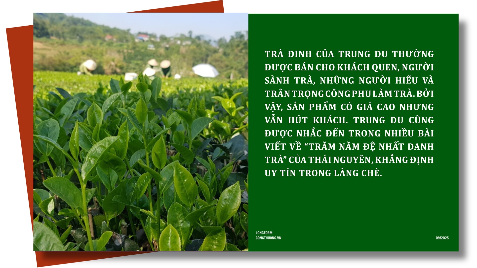 Longform | Chè Đinh Thái Nguyên: Tinh hoa từ đệ nhất danh trà - 6