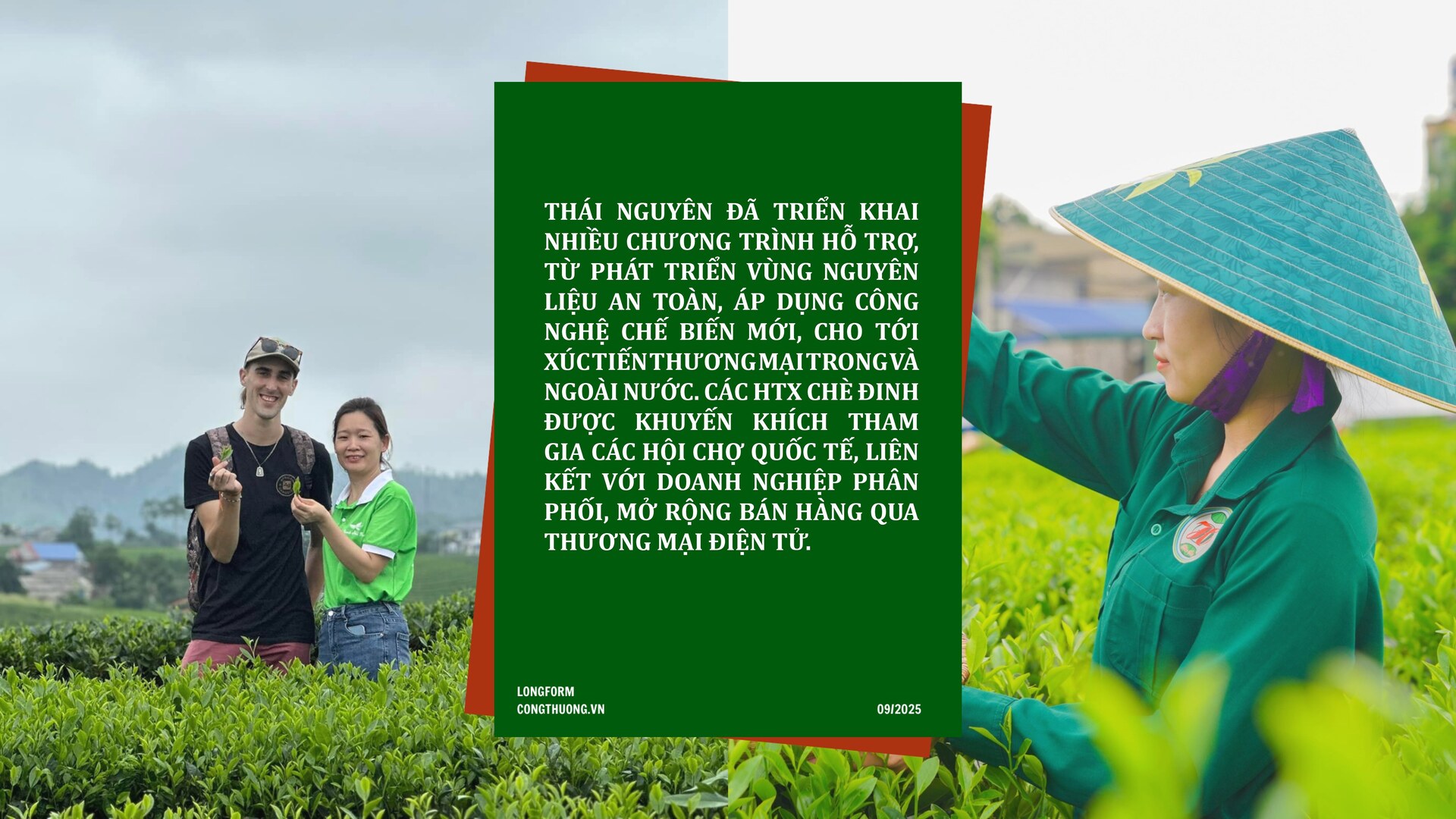 Longform | Chè Đinh Thái Nguyên: Tinh hoa từ đệ nhất danh trà - 8
