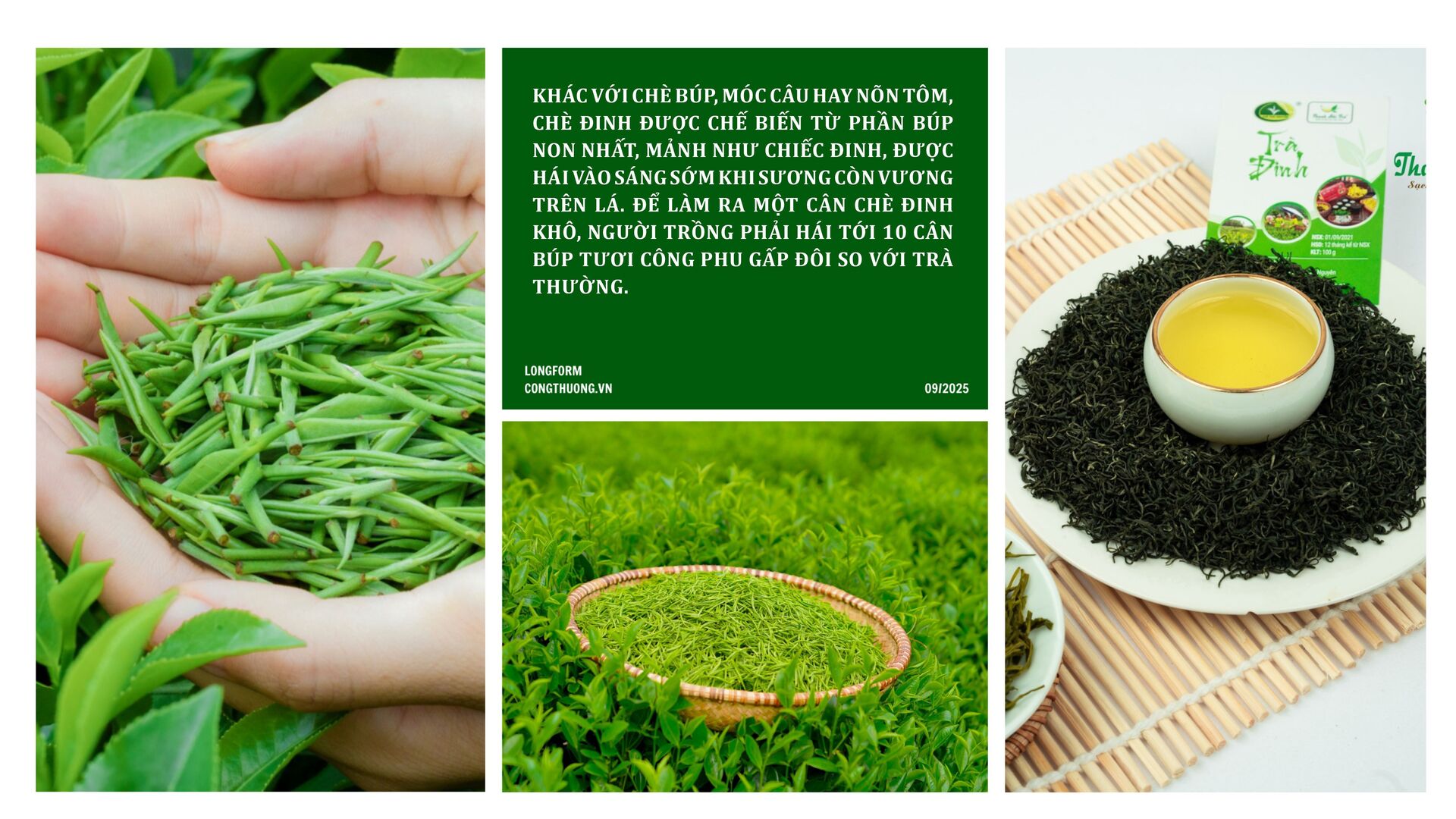 Longform | Chè Đinh Thái Nguyên: Tinh hoa từ đệ nhất danh trà - 2