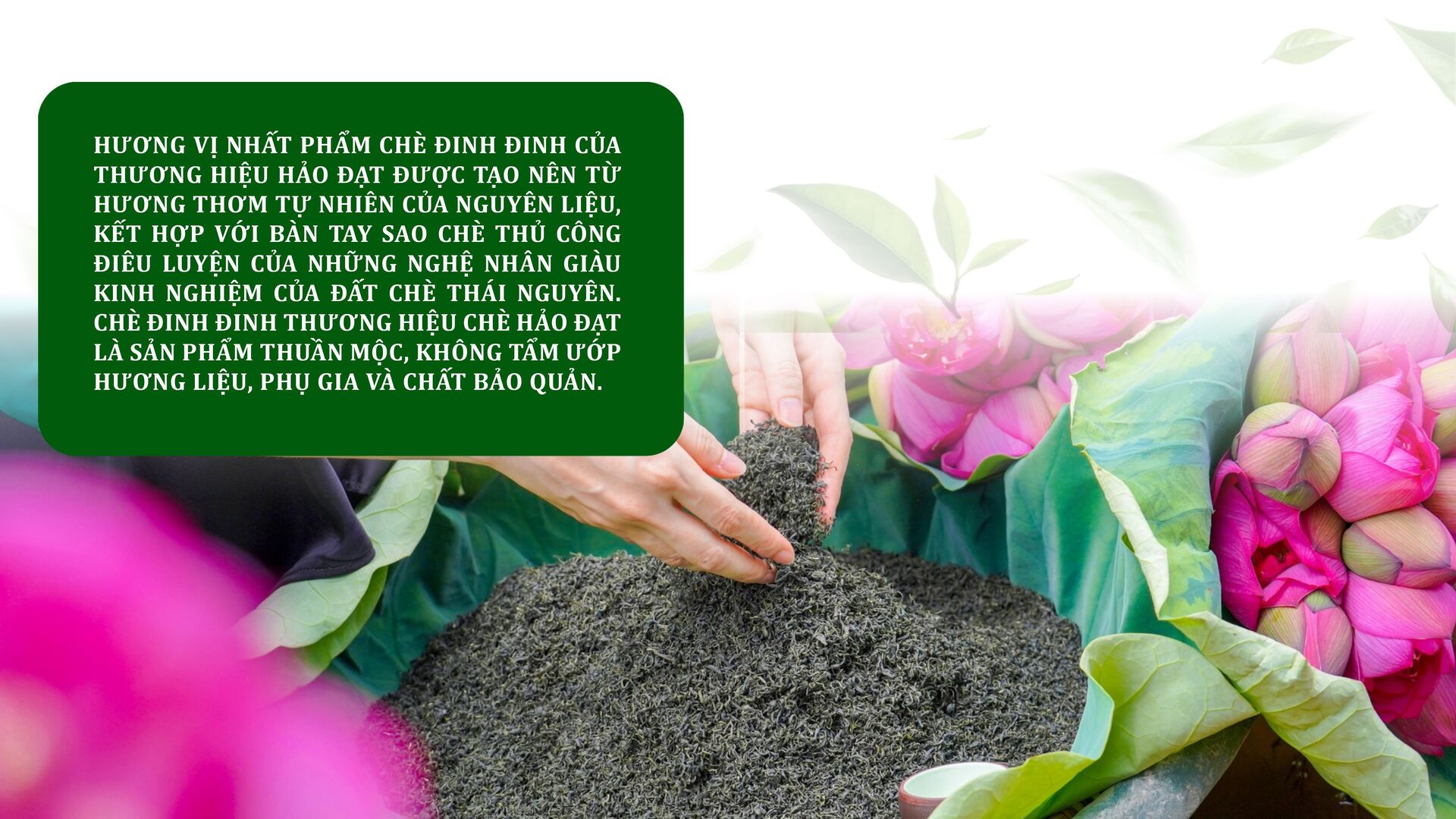Longform | Chè Đinh Thái Nguyên: Tinh hoa từ đệ nhất danh trà - 5