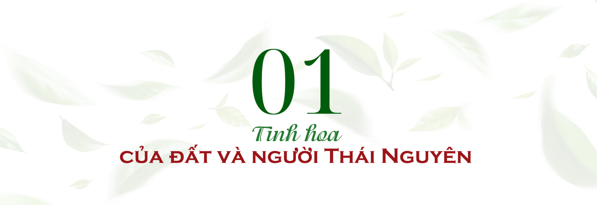 Longform | Chè Đinh Thái Nguyên: Tinh hoa từ đệ nhất danh trà - 1