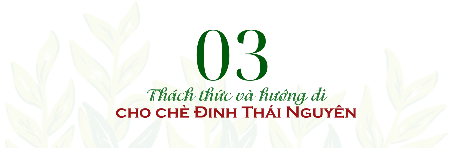 Longform | Chè Đinh Thái Nguyên: Tinh hoa từ đệ nhất danh trà - 7