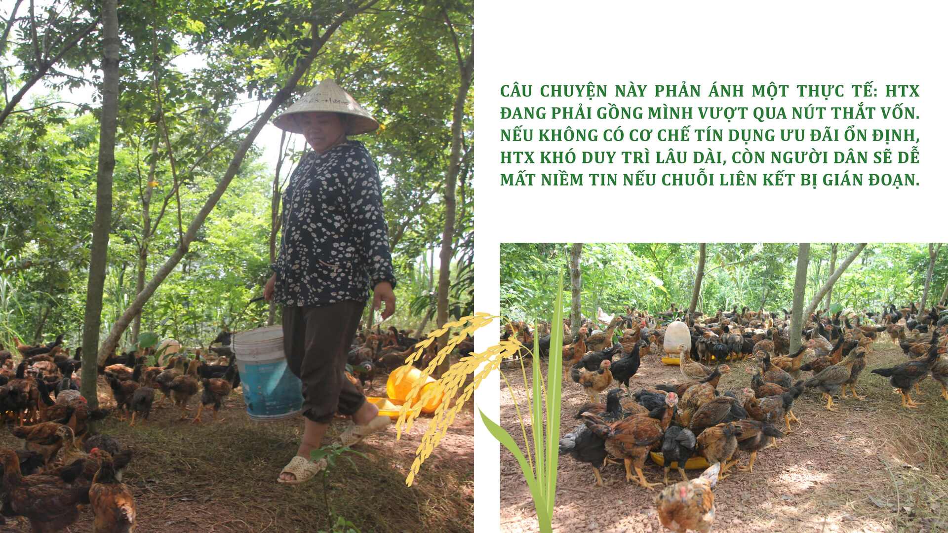 Longform | Từ giá trị bản địa đến sinh kế bền vững ở Bắc Ninh - 7