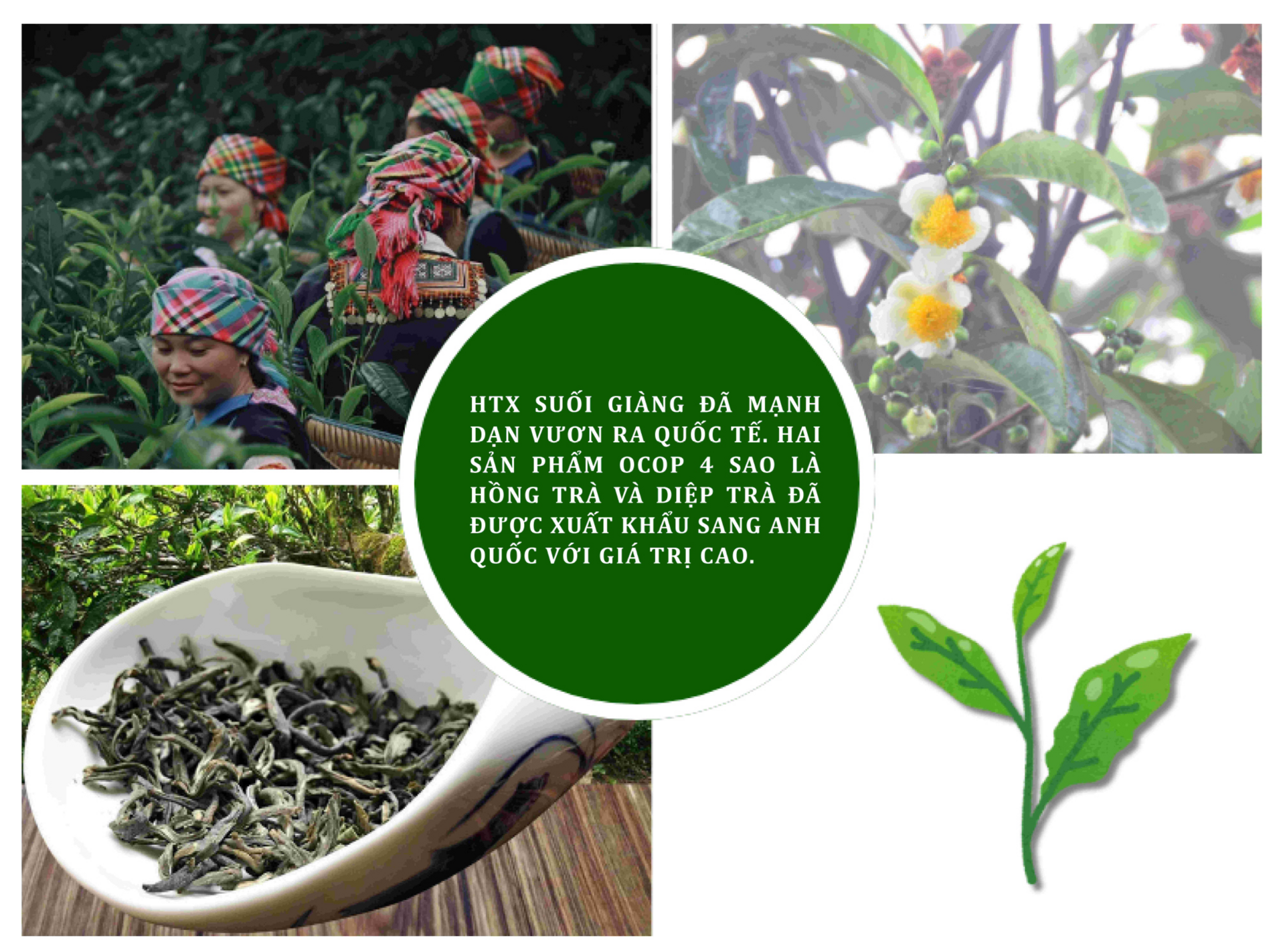 Longform | Chè Shan tuyết Suối Giàng: Sinh kế bền vững vùng dân tộc - 5