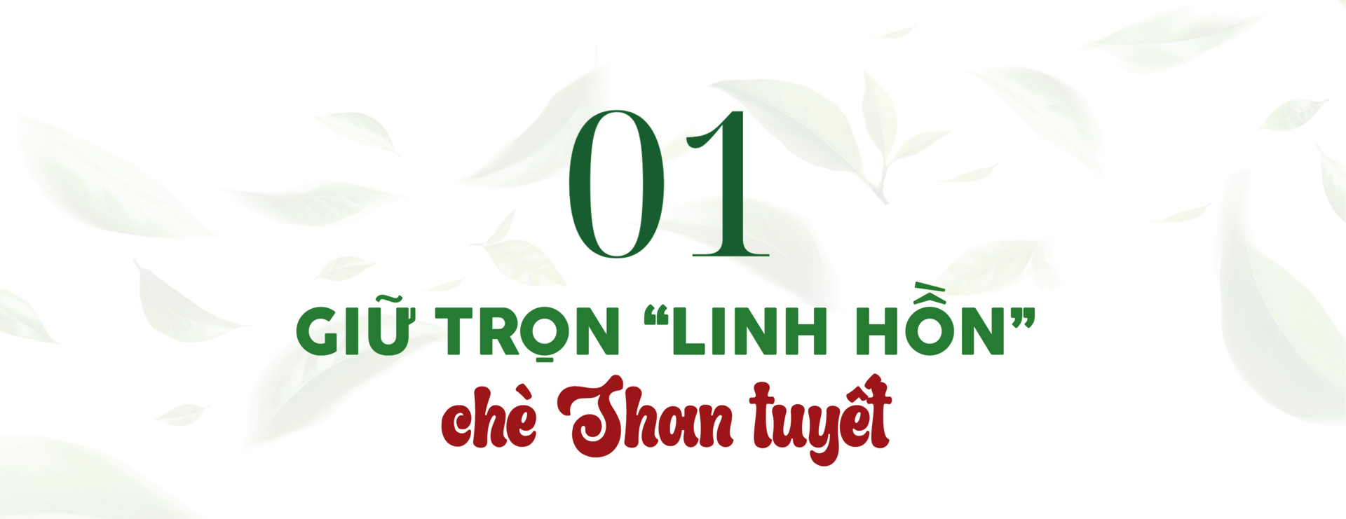 Longform | Chè Shan tuyết Suối Giàng: Sinh kế bền vững vùng dân tộc - 1