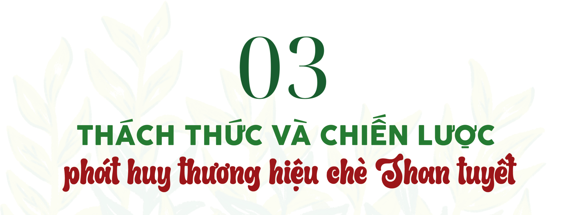 Longform | Chè Shan tuyết Suối Giàng: Sinh kế bền vững vùng dân tộc - 7