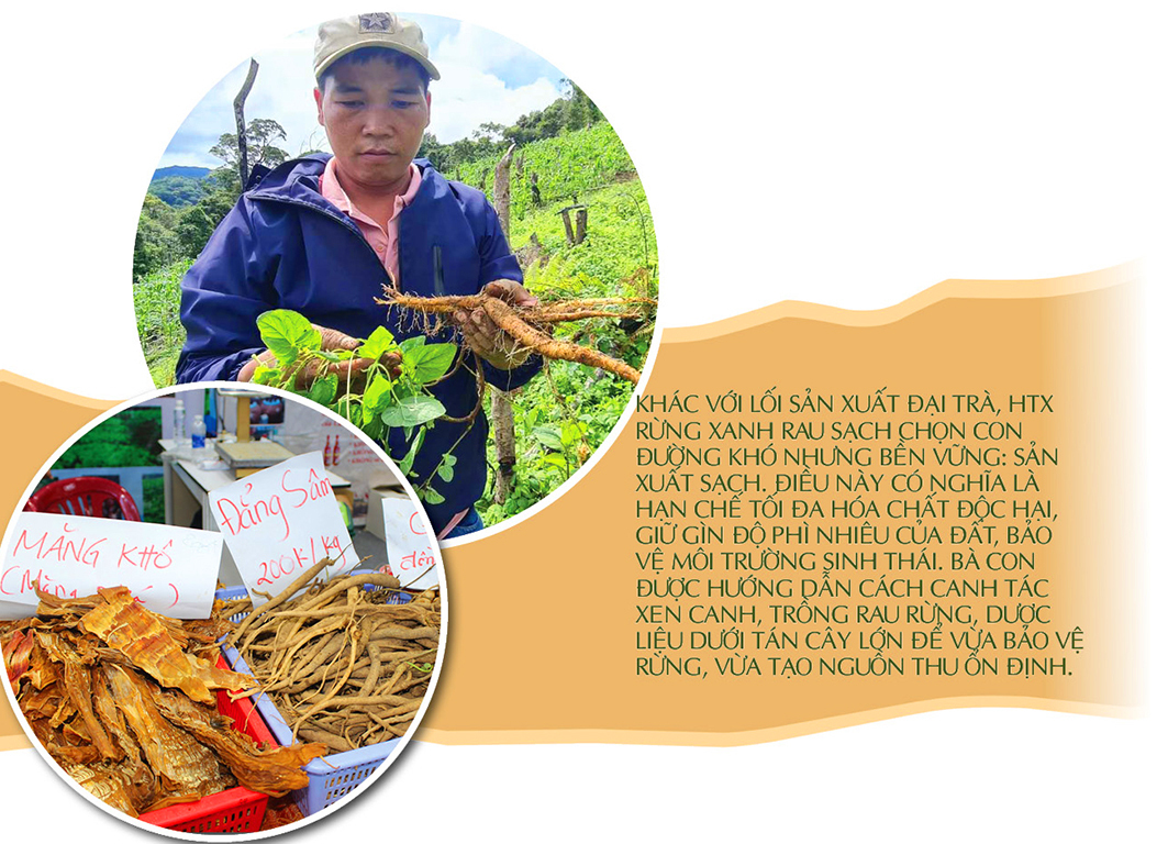 Longform | HTX Rừng Xanh Rau Sạch: Nâng tầm nông sản đồng bào Cơ Tu - 3